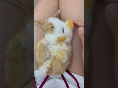 This Is What Happiness Looks Like 🐇💞✨ #rabbit #pets  #funny #fyp #shorts