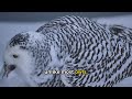 Snowy Owl Facts That Will Blow Your Mind | Arctic Predator Secrets! 👉 🦉❄️ #snowyowl #animalfacts