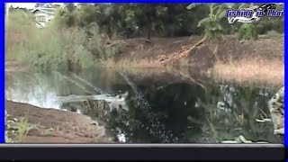 How to catch Snakehead Fish in Thailand l Snakehead Fish l snakehead fish attack jump frog lure ep3