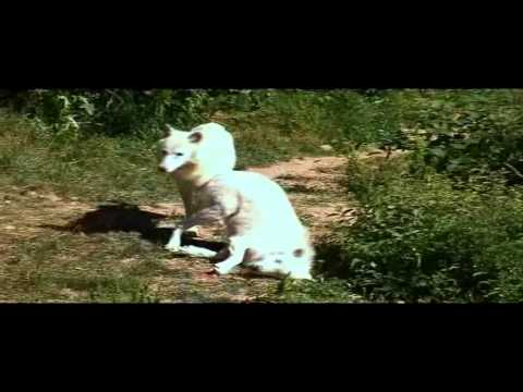 Comportement des loups