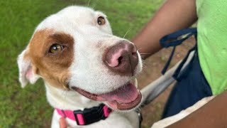 How Henderson residents can adopt a new pet with fees waived