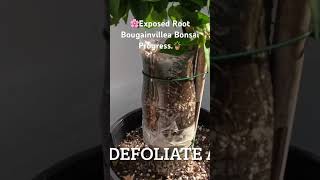 Bougainvillea Bonsai Grow Fast bonsai tropicalbonsai gardening bougainvillea