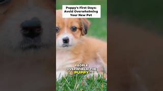 New Puppy? Dont Make This Day One Mistake