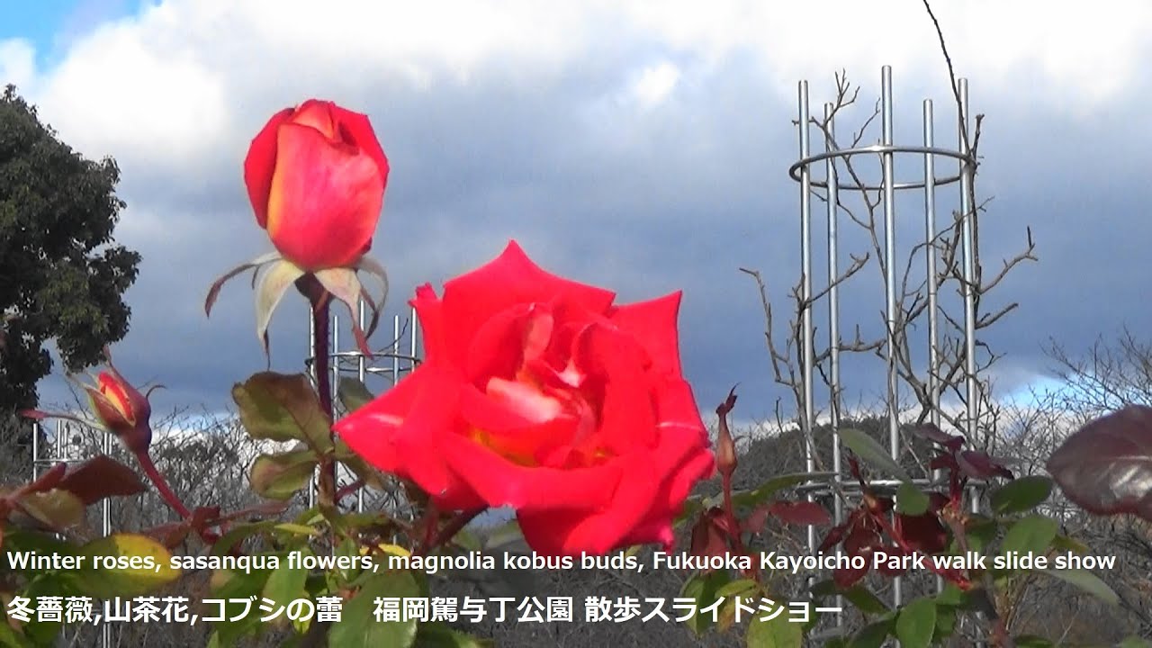 冬薔薇 山茶花 コブシの蕾 福岡駕与丁公園散歩スライドショーwinter Roses Sasanqua Flowers Magnolia Kobus Buds Kayoicho Park 癒し Youtube