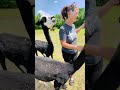 Watch us hand feed the alpacas in llamas towards the middle of this video