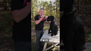 Can You Use a Giant Schnauzer as a Police Dog?