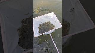 Catch Fish Using A Net