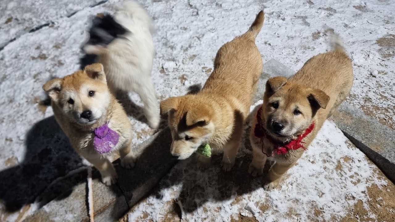 첫눈과 강아지들