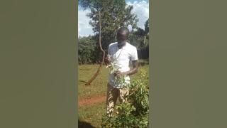 IBER GI SURA - BY NDOGO JARAHA