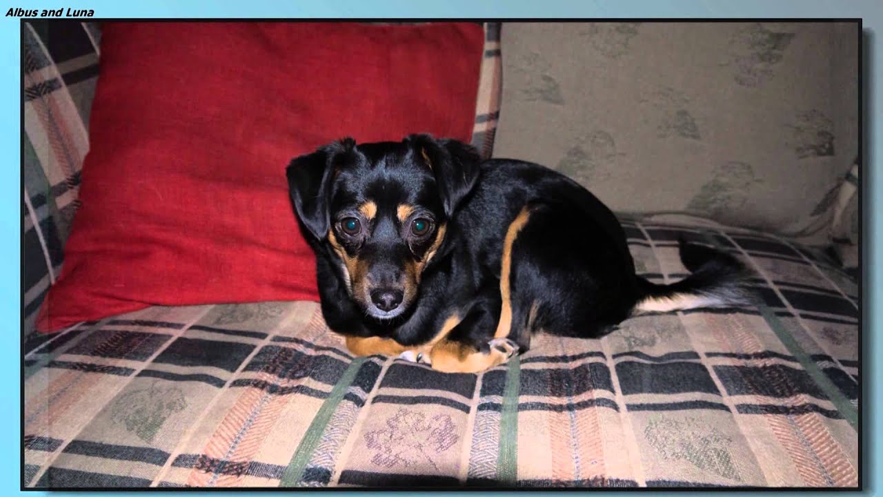 miniature pinscher and german shepherd mix