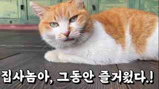 14살 치매 고양이가 궁을 떠나는 이유는 by 영희네별장 17,149 views 11 months ago 10 minutes, 57 seconds