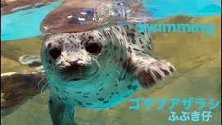 ぽよぽよよく泳ぐゴマフアザラシの赤ちゃん【ふぶき仔/しながわ水族館 】/A baby harbor seal that swims well [ Fubuki pup]