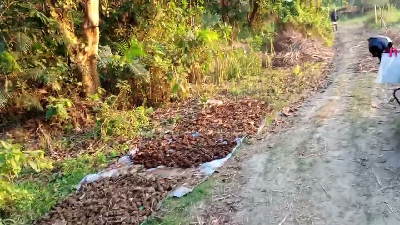 জরুরী প্রয়োজনে কম দামে রাস্তার সাথে ৫০০/৭০০ শতাংশ উচূ জমি বিক্রয় বার্তা মানিকগঞ্জ ফোনঃ ০১৩২৮৩৬৬৭১৬ 