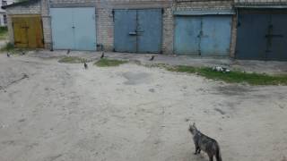 Неудачная охота кошки и погоня на свой район! Неудачная охота кошки и погоня на свой район!