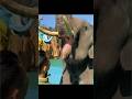 does elephant do not eat coconut wait for end#short#shortfeed#facts