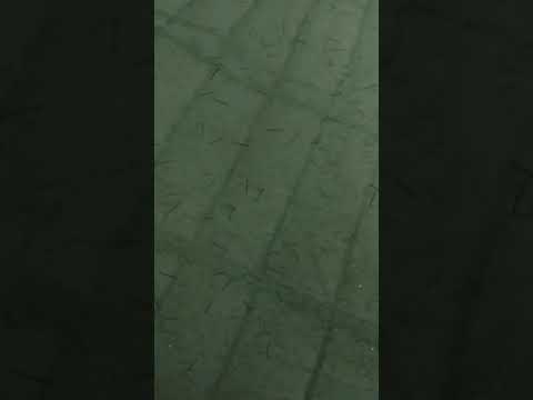 35 günlük levrek