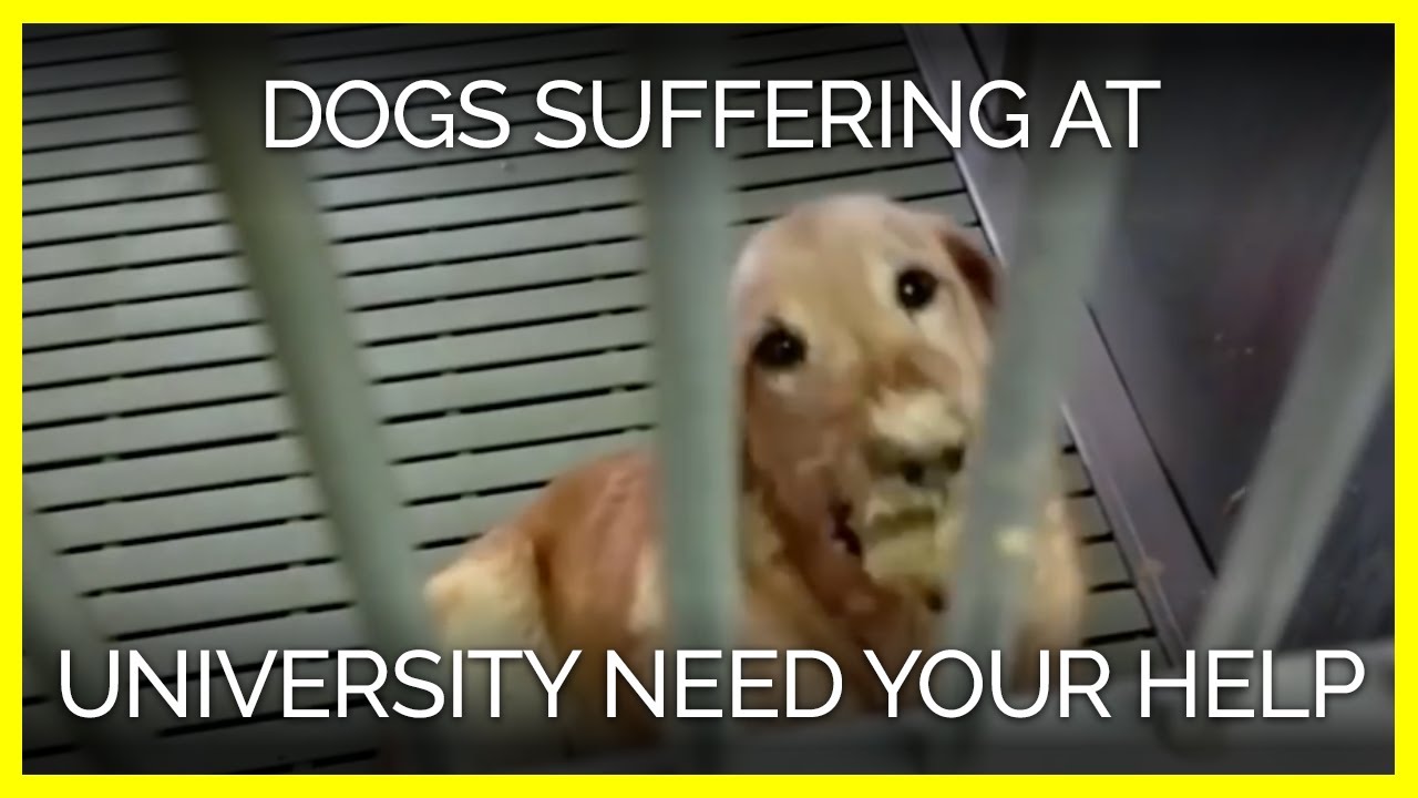 vegan recipes easy Dogs in Agony at University Need Your Help