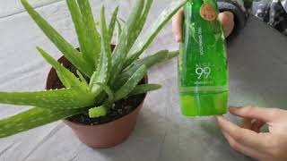 ما هية فوائد ذيلا اصبار gel aloe vera يستاهل التجربة لي علاج طبيعي لي التجاعيد