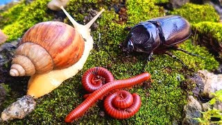 The Amazing World‼️A Peaceful Moment in a Millipede, Snail, and Rhino Beetle Meeting #rareencounters News