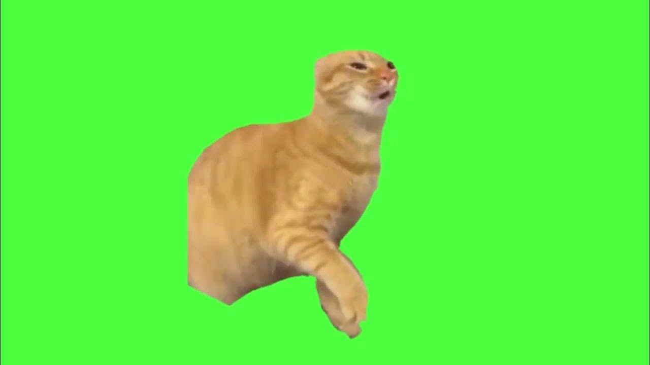 Awooawoooh cat song cat meme green screen gb catmemes 