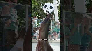 Animals at KC Zoo celebrate World Cup with Kick It At The Zoo Days