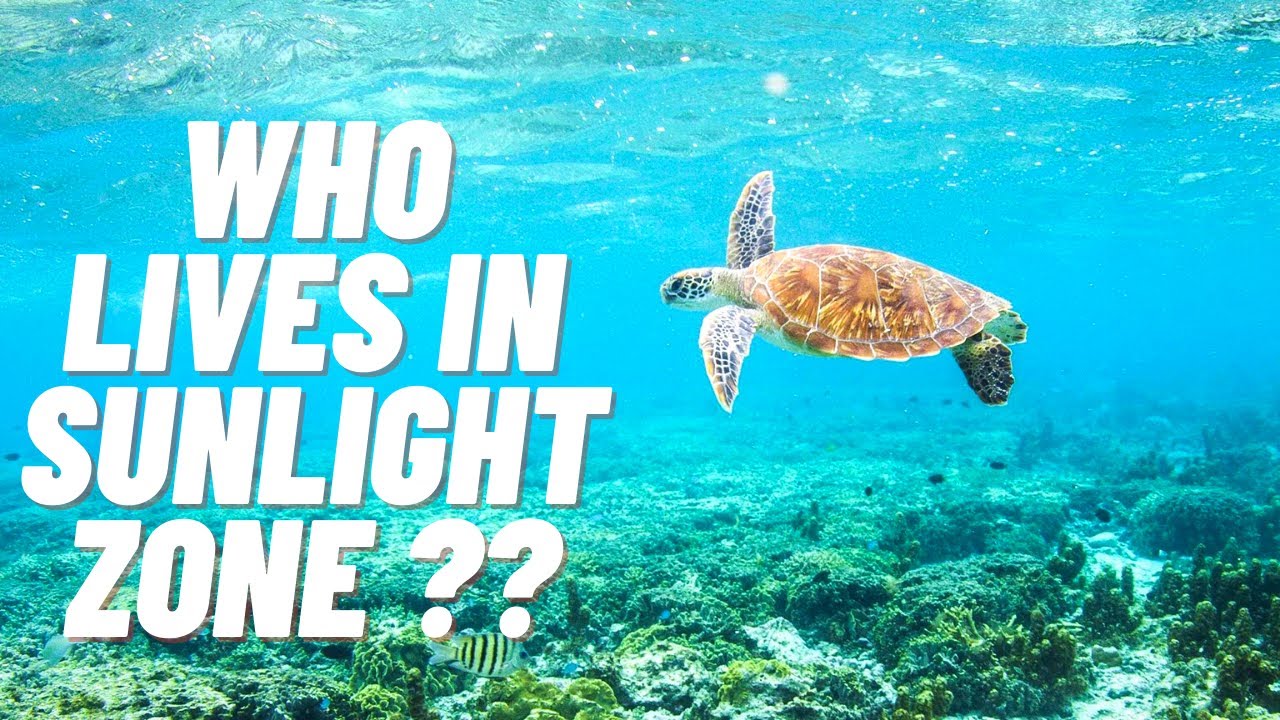 Sunlight Zone In The Ocean And Who Live There YouTube Sunlight Zone In The Ocean And Who Live There YouTube