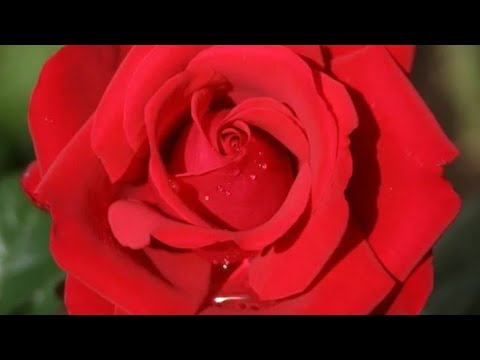 Роскошная роза Гранд Аморе.
