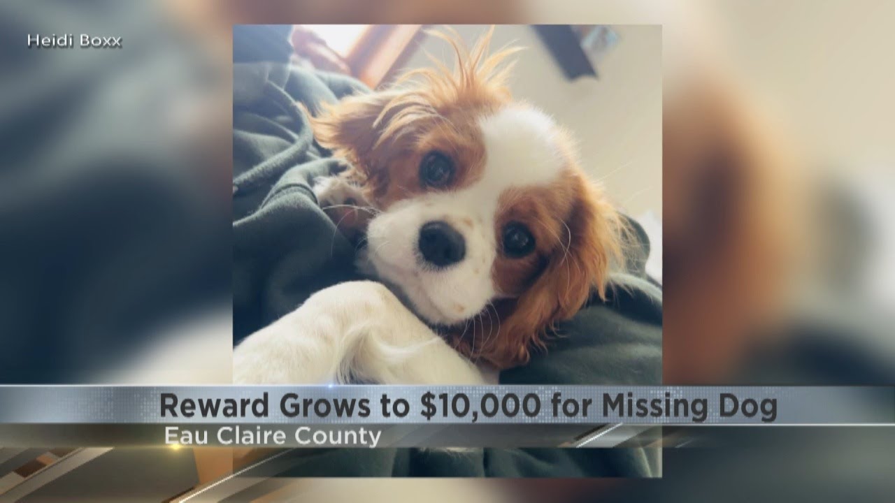 Reward grows to $10,000 as Eau Claire County family searches for answers on missing dog