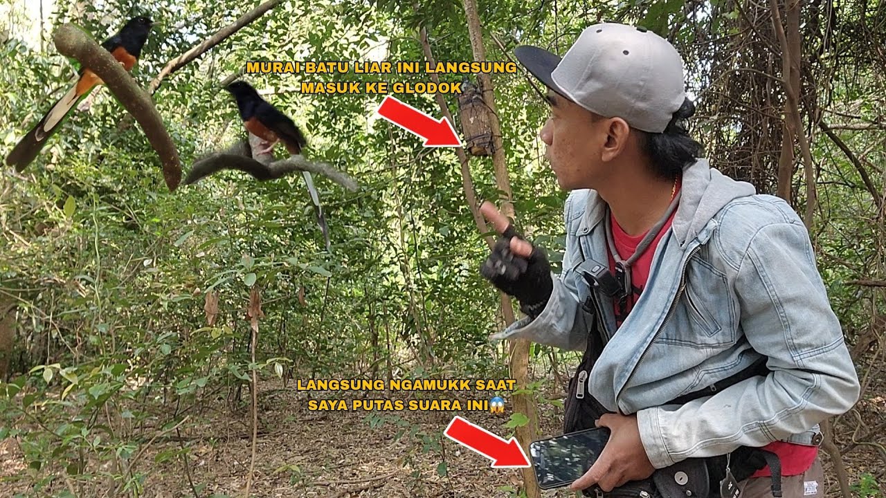 JANGAN COBA PANCING BURUNG MURAI BATU JIKA POSISI MEREKA SEDANG SEPERTI INI!!