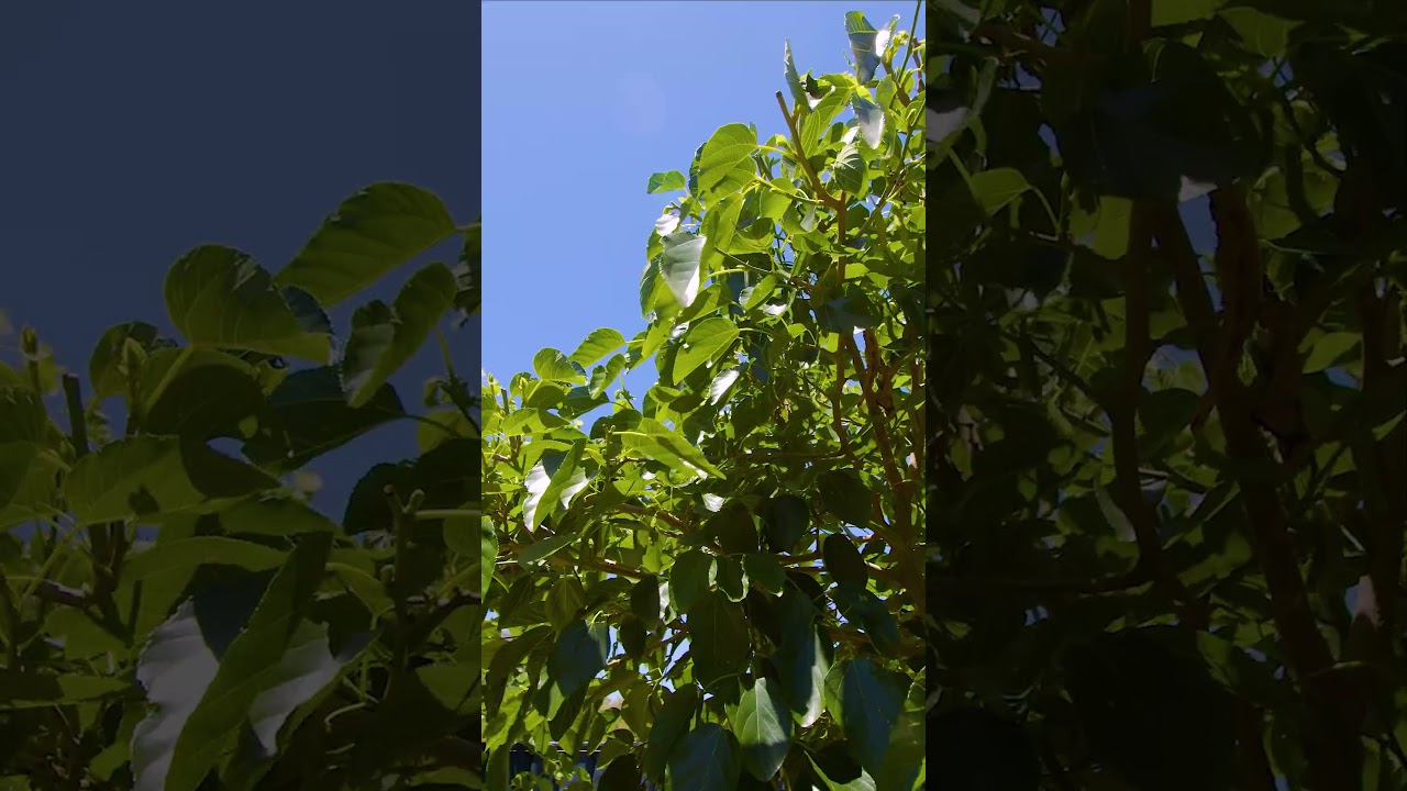 2 Wandoo Street, Mount Nasura with Mark Grogan 