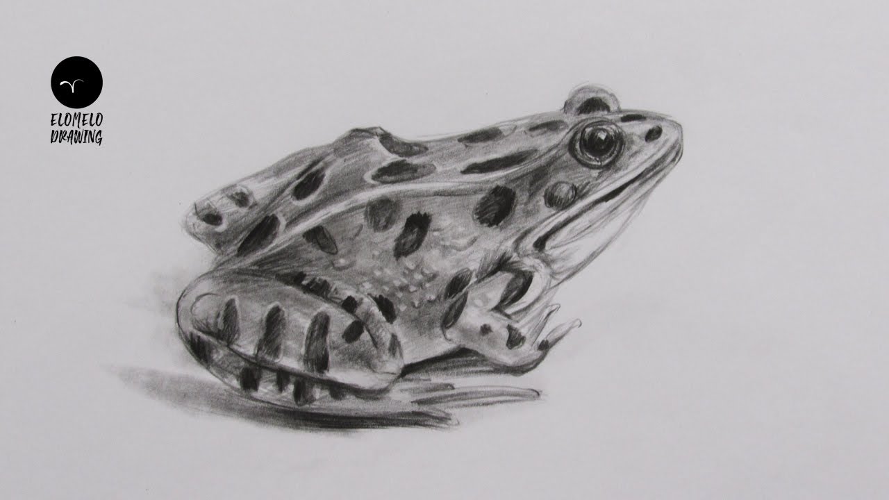 How To Draw A Frog : Pencil Sketch : frog Drawing - YouTube