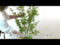 PRIMA 大型観葉植物【別倉庫から直送品】の、開封から組み立て　セットアップ方法