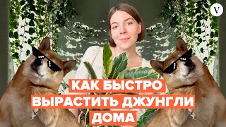 Как быстро вырастить джунгли дома