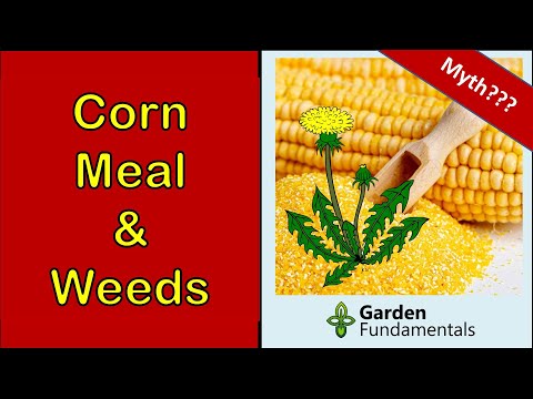 Video: Kukurūzas milti dārzos - kukurūzas miltu glutēna izmantošana, lai iznīcinātu skudras un nezāles