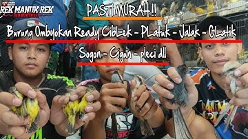 PASTI MURAH !!! Burung Ombyokan Ready CibLek - PLatuk - Jalak - GLatik - Sogon - Cigun - pleci dll