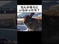 うさぎ「なんか後ろにいた？」