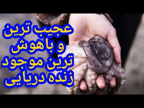 تصویری: لب های هشت پا: یک روند جدید عجیب و غریب محبوبیت بیشتری پیدا می کند