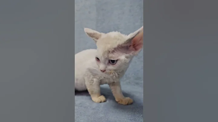 Watch the video about Sabrina Pointed with White Devon Rex Female Kitten Available Now | Purebred Kitties