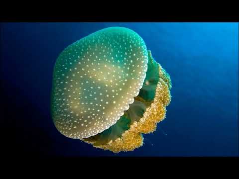 Facts: The Spotted Jellyfish (Phyllorhiza punctata)