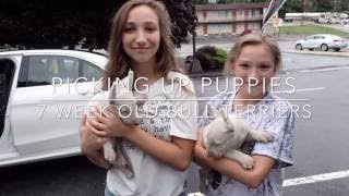 Bringing Home And First Day Home With 7 Week Old Bull Terriers Max And Lady
