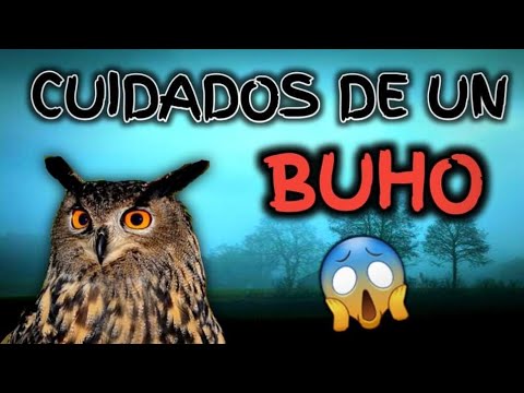 Video: Por Qué No Deberías Tener Un Búho En Casa