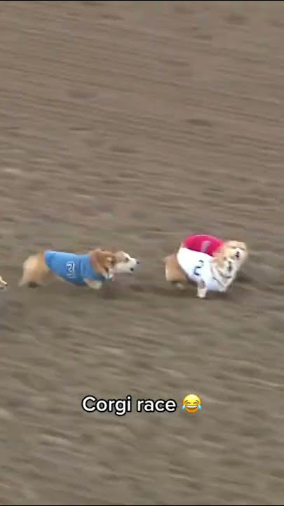 Corgi races are ELECTRIC 😂