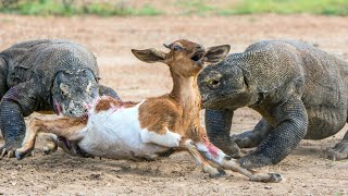 Dragón de Komodo, El Reptil Más Grande del Mundo!