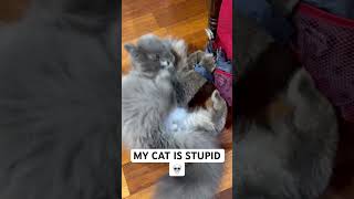MY CAT IS DUMB 😻 #cat #cats
MY CAT IS DUMB 😻 #cat #cats MY CAT IS DUMB 😻 #cat #cats