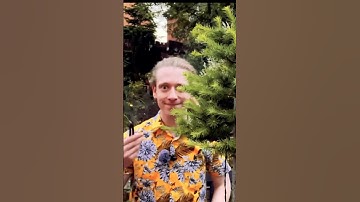 Atypically apically dominant - pruning larch