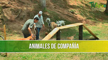 ¿Qué es un buen animal de compañía?