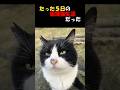 【たった５日の保護猫生活だった】きっと治ると信じてた。まさかこんな事になるなんて。体も強く元気だった「風太」。私たちに心配をかけないように我慢してたんだね。あなたにまた会いたい　#short
