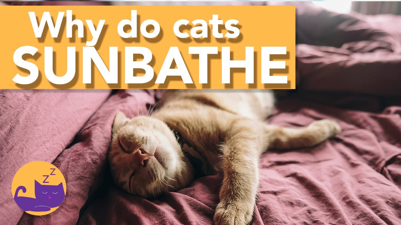 Why Cats Love to Sunbathe! YouTube