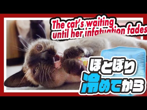 猫のほとぼり冷めてから