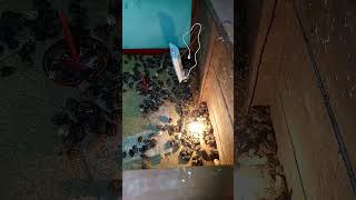 Starting Bater Farming With 500 Bater